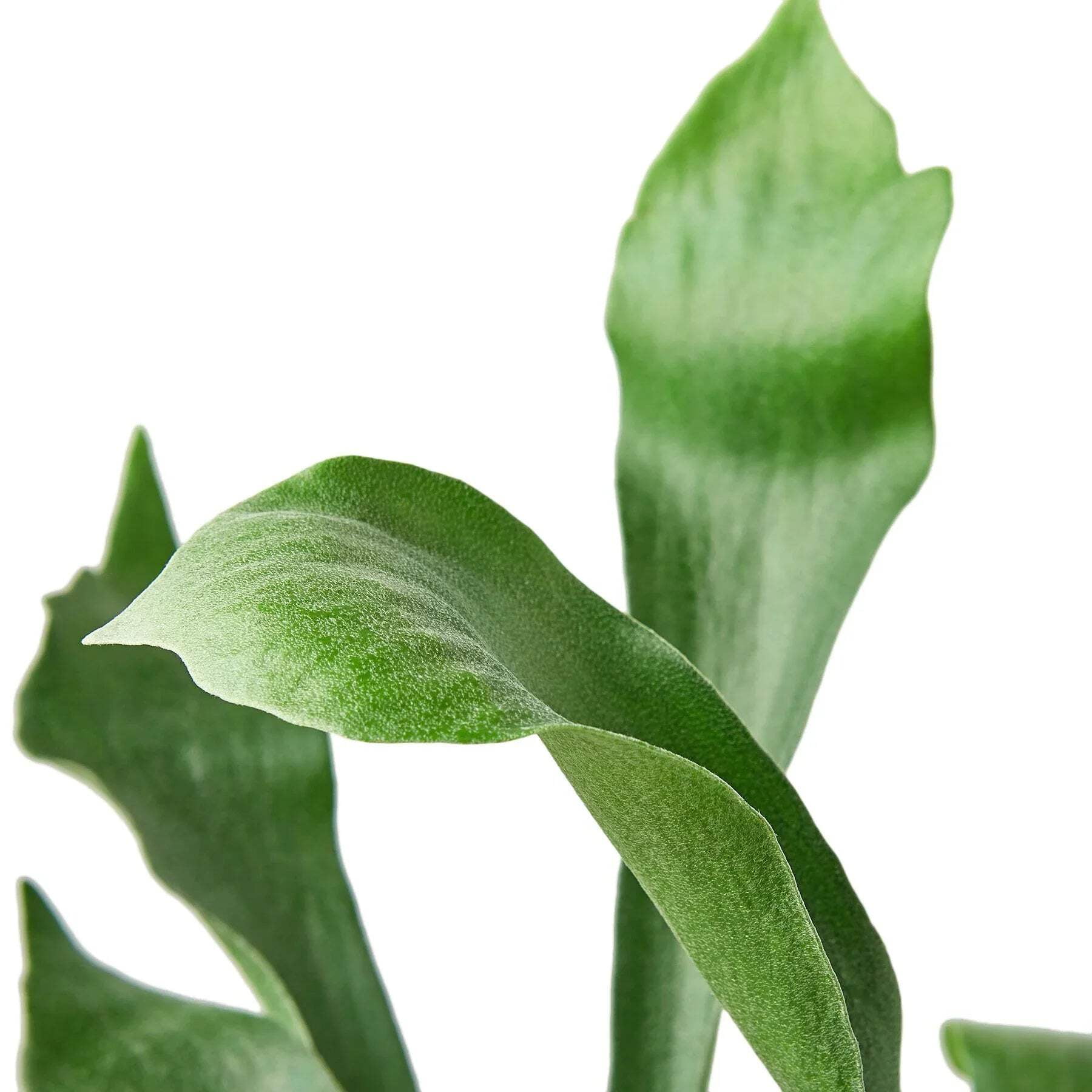 Staghorn Fern, 6" Pot, Indoor Houseplant, Easy Care, Live Plant for Indoor & Outdoor