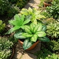 thumbnail image 6 of Silk Plants for Home Decor Indoor, Artificial Greenery Stems Dracaena Faux Branches, Artificial Plants Realistic Fake Dracaena Greenery, 6 of 9