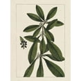 thumbnail image 2 of Silva, John 25x32 White Modern Wood Framed Museum Art Print Titled - Custom Silva Leaves II (ASH), 2 of 4