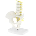 thumbnail image 1 of Modelo de pelvis humana Zulema Mini tamaño 18 x 13 x 8.5 cm, 1 of 8