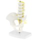 thumbnail image 1 of Pelvis de Tamaño Pequeño Y 5 Vértebras Lumbares con Modelo de de Ligamento, Adorno de Laboratorio de Enseñanza Escolar, 1 of 9