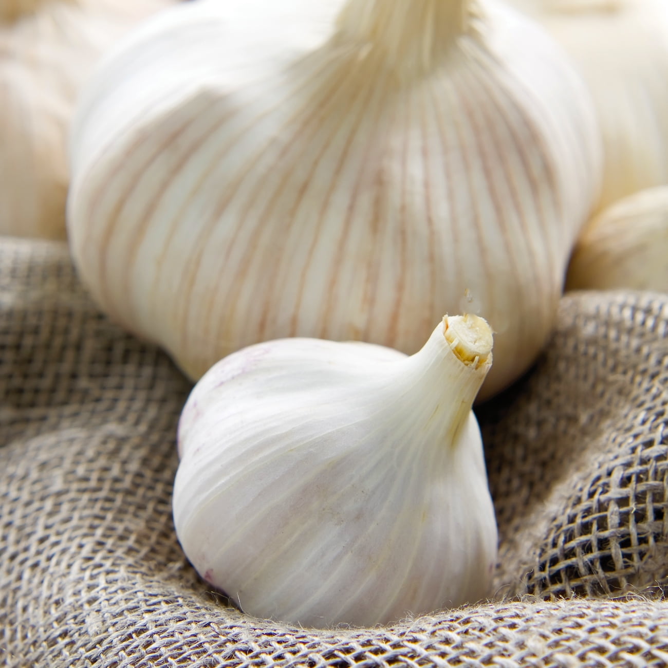 Van Zyverden - Garlic - Vegetable - Dormant Bulb - GMO Free - Full Sun; 6+ hrs, White