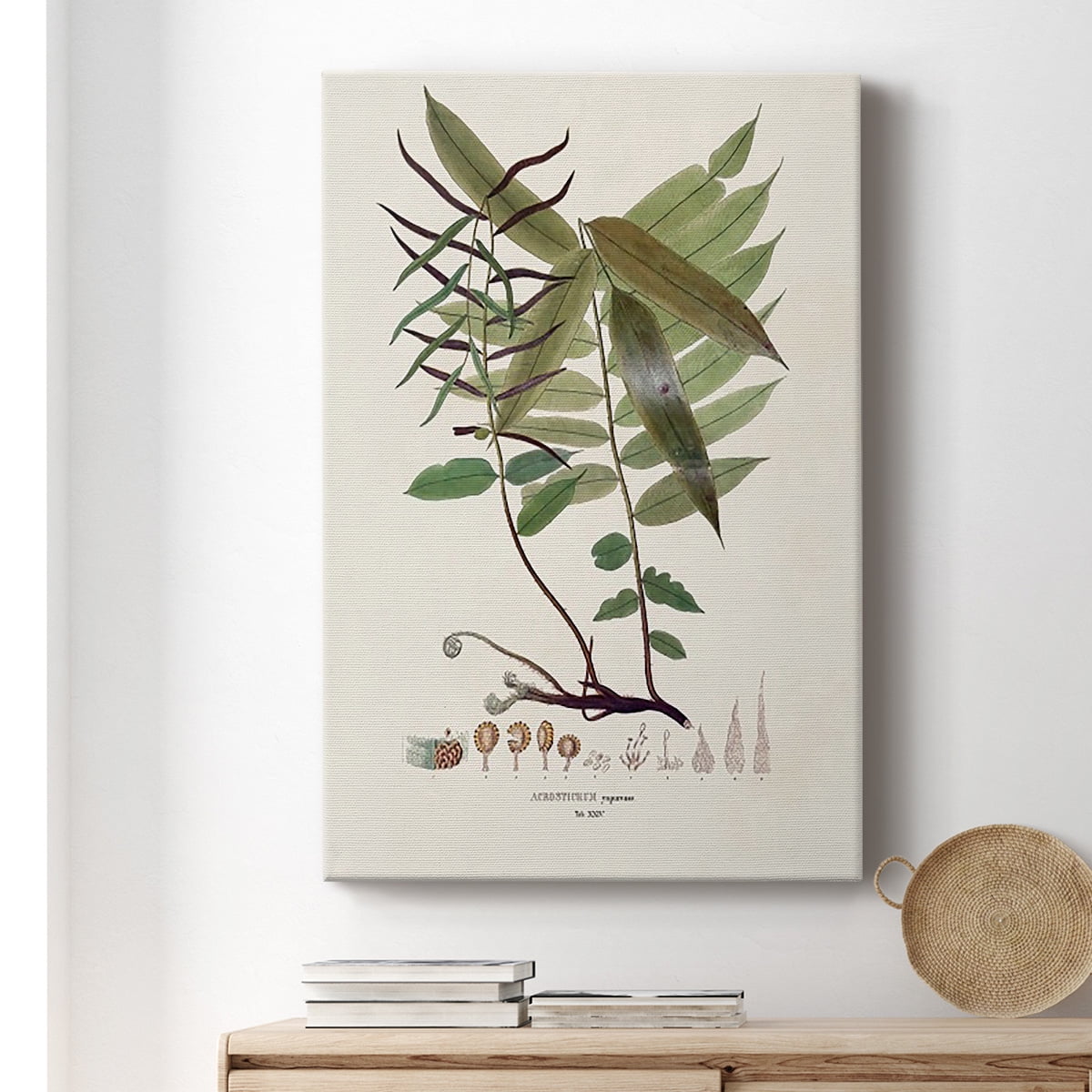 Botanical Society Ferns VI Premium Gallery Wrapped Canvas - Ready to Hang