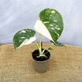 thumbnail image 3 of Monstera Plant Live, Rare Tropical Monstera Well Rooted, Live Philodendron Indoor Houseplant 4-8 Inches Ready to Grow (Variegated White Monstera), 3 of 5