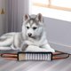 thumbnail image 1 of Dog Bite Tug Toy Training Bite Pillow Bite Sleeve palos Resistente al desgarro Juegos interactivos mascotas Suministros Masticar para hacer ejercicio A Salvador Juguetes para morder perros, 1 of 10