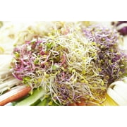 Broccoli Sprouts Seed (500 Seeds) Easy and Fast Growing, Very Healthy Microgreens