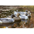 thumbnail image 5 of Flambeau Outdoors, 8022SUV, Pintail Decoys, Waterfowl Duck Decoys, 6 Pack, 19.5 inch, 7 Pounds, 5 of 5