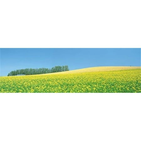 Mustard field with blue sky in background Poster Print by  - 36 x 12