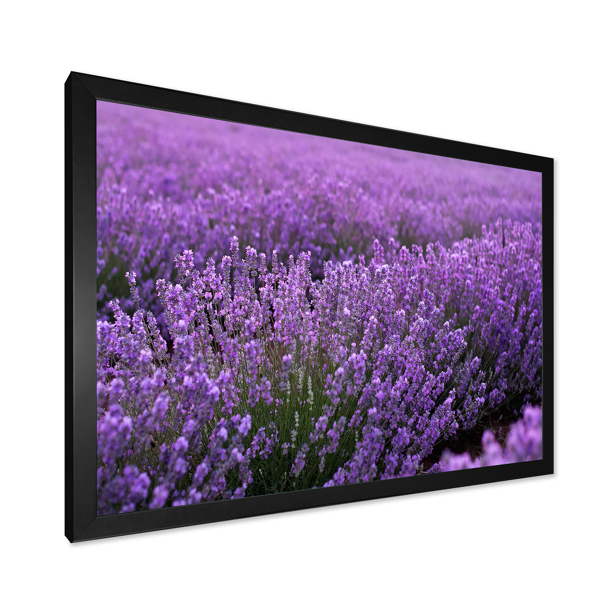 Designart 'Blooming Purple Lavender Meadow' Farmhouse Framed Art Print