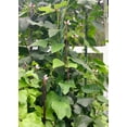 thumbnail image 5 of TomorrowSeeds - Purple Mart Yard Long Bean Seeds - 30+ Count - For 2026 Planting Pole Vegetable, 5 of 10