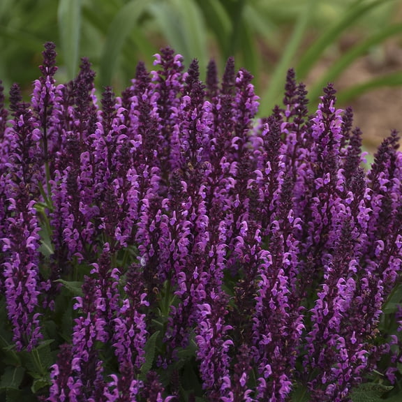 Direct Gardening Bumbleberry Pink Flowering Salvia Dormant Bare Root Starter Plant