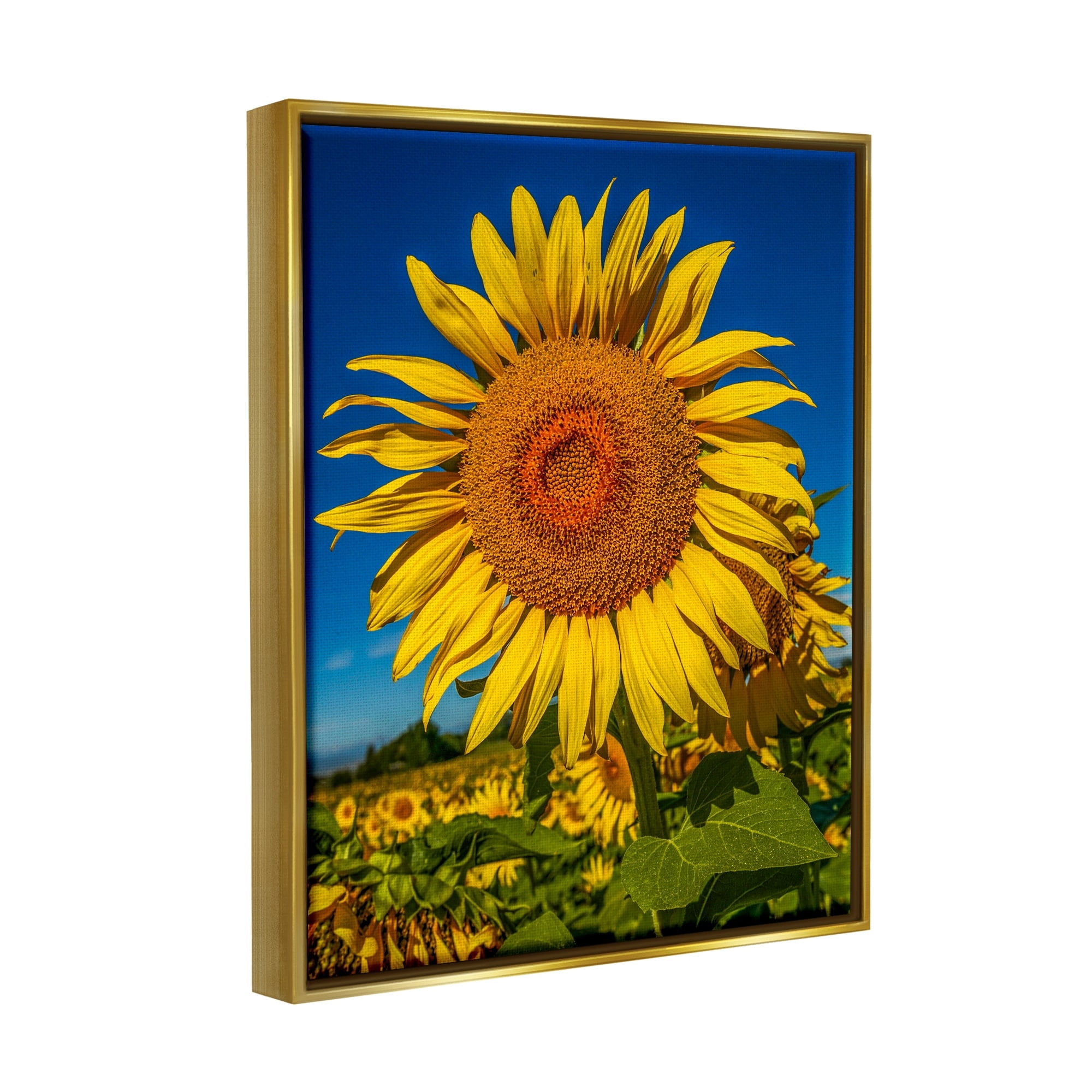 Stupell Industries Summery Sunflower Plant Blooming Summertime Clear Sky Photograph Metallic Gold Floating Framed Canvas Print Wall Art, Design by Steve Smith