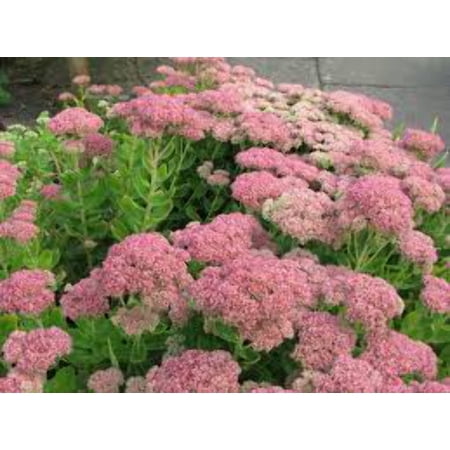 5, 3.25" Pots Sedum Autumn Joy Plants, Perennial Flower, Full-Part Sun