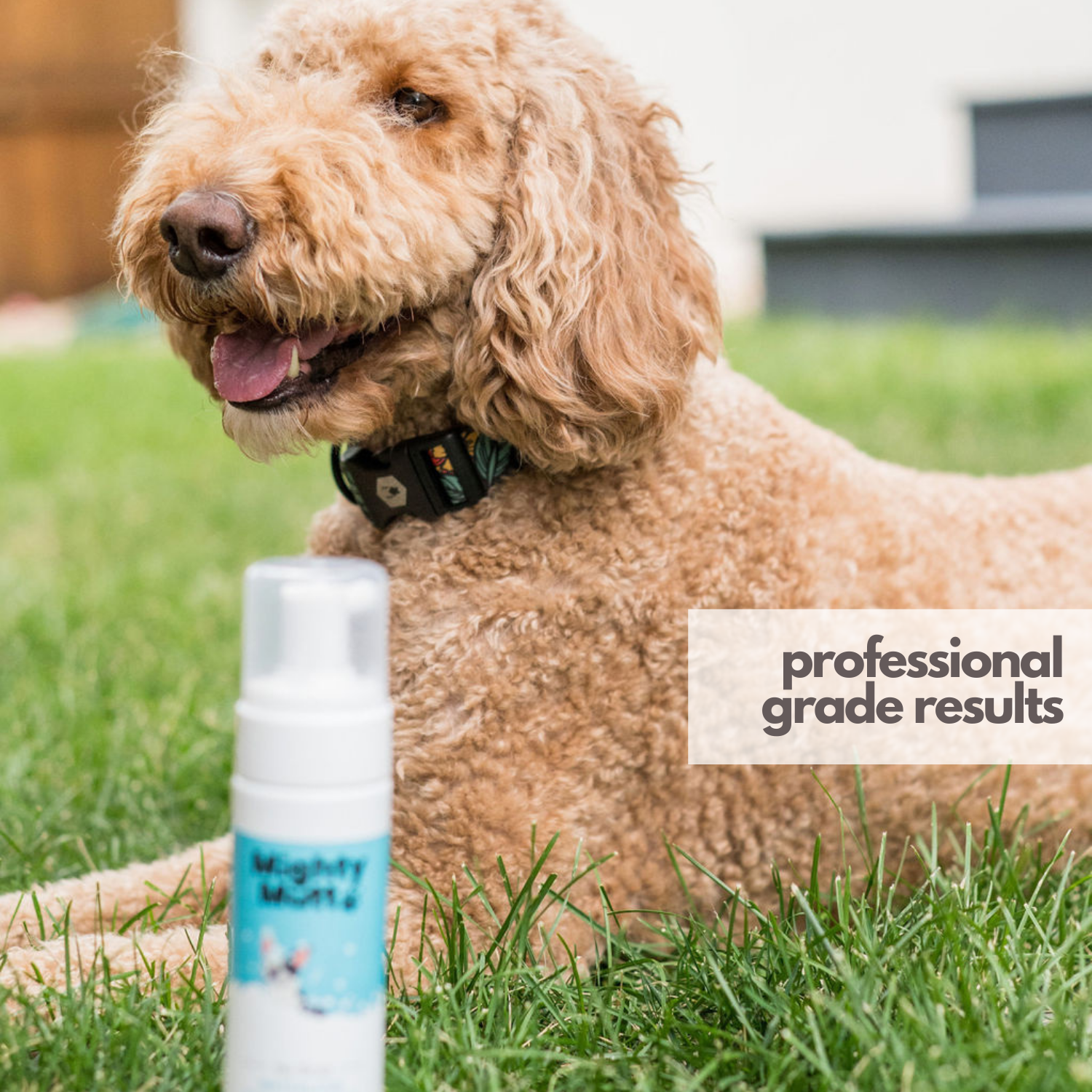 Mighty Mutt Waterless Foam Dry Shampoo for Dogs photo 6