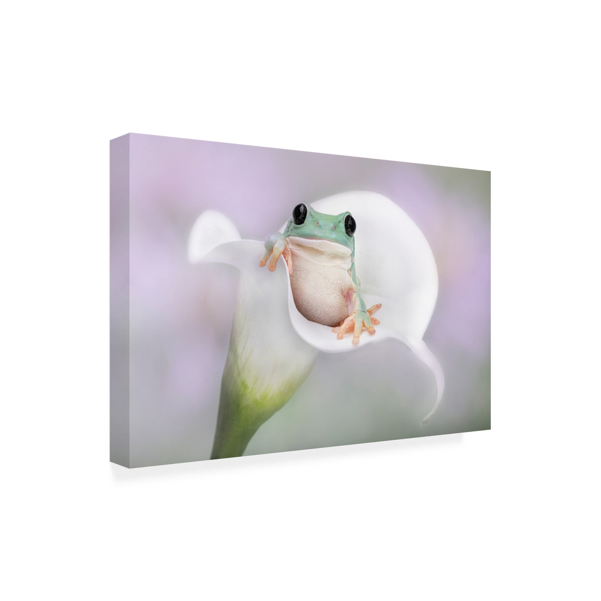 Linda D Lester 'Whites Tree Frog On A White Lily' Canvas Art
