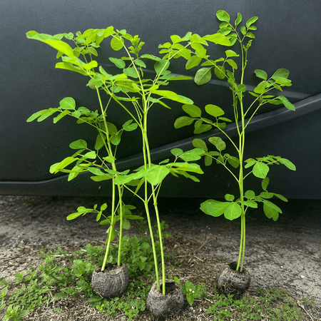 Live Moringa Tree Seedling 1 Foot Tall Moringa Oleifera Plant Miracle Tree Drumstick Tree Malunggay Edible Superfood Tree Live Plant for Planting