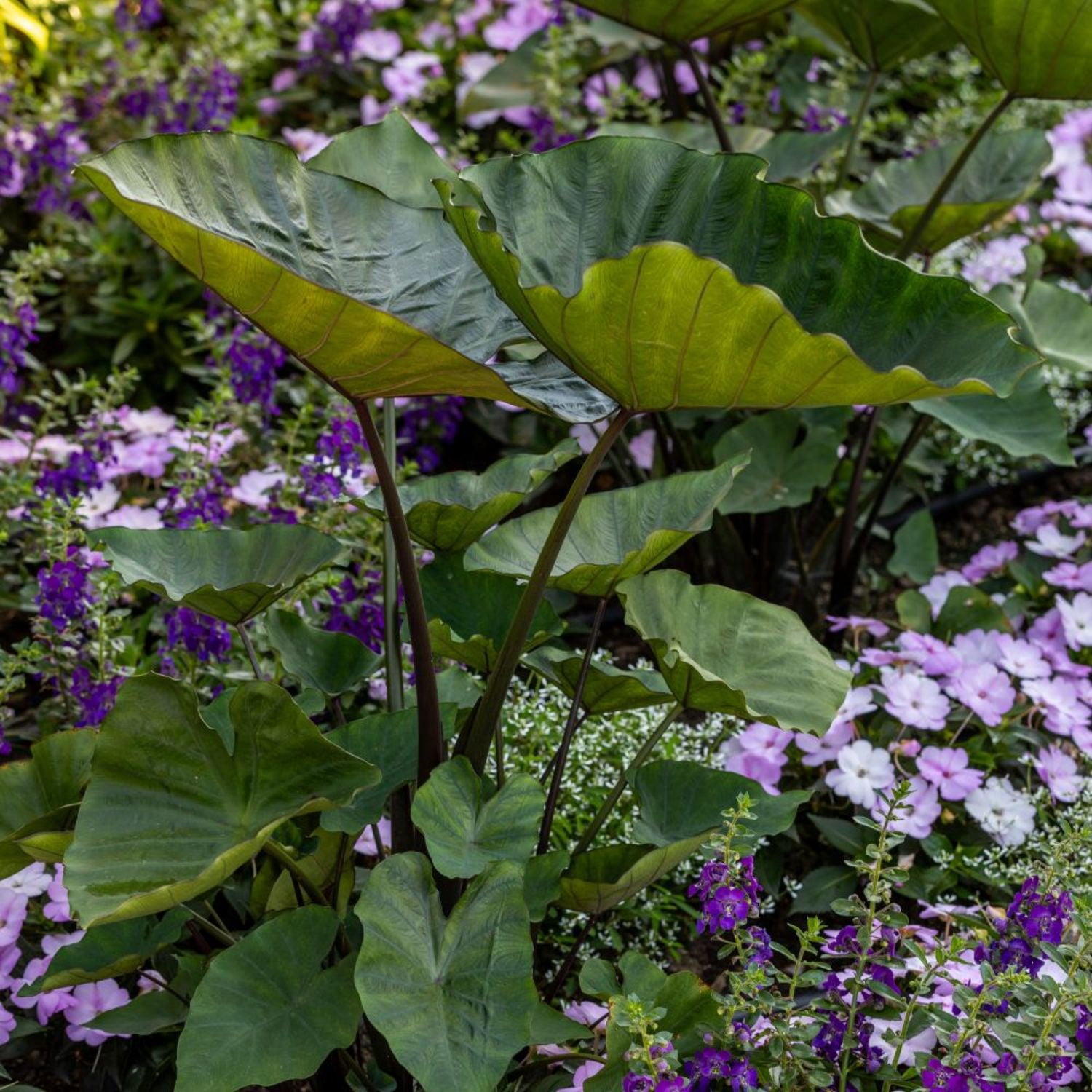 Proven Winners 8" Island Giants Coffee Cups Elephant Ear Live Plant in 6.5" Pot