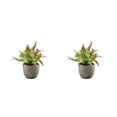 thumbnail image 1 of Decodeary Green Eco-friendly Artificial Money Tree In Pot Long-lasting Durability Realistic Appearance purple rose 2Set, 1 of 6