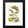 thumbnail image 2 of Maria Sibylla Merian 11x14 Black Modern Framed Museum Art Print Titled - Orange (1705), 2 of 5