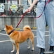 thumbnail image 4 of Conjunto de 3 piezas de arnés para perro con diseño de dinosaurio de dibujos animados, arnés tipo chaleco ajustable sin tensión, correa para perro y gato, adecuado para perros., 4 of 5