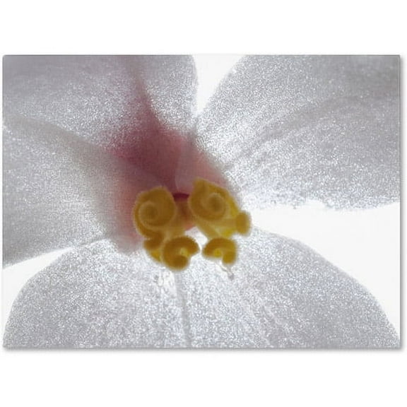 Trademark Fine Art "Escargo Begonia" Canvas Art by Kurt Shaffer