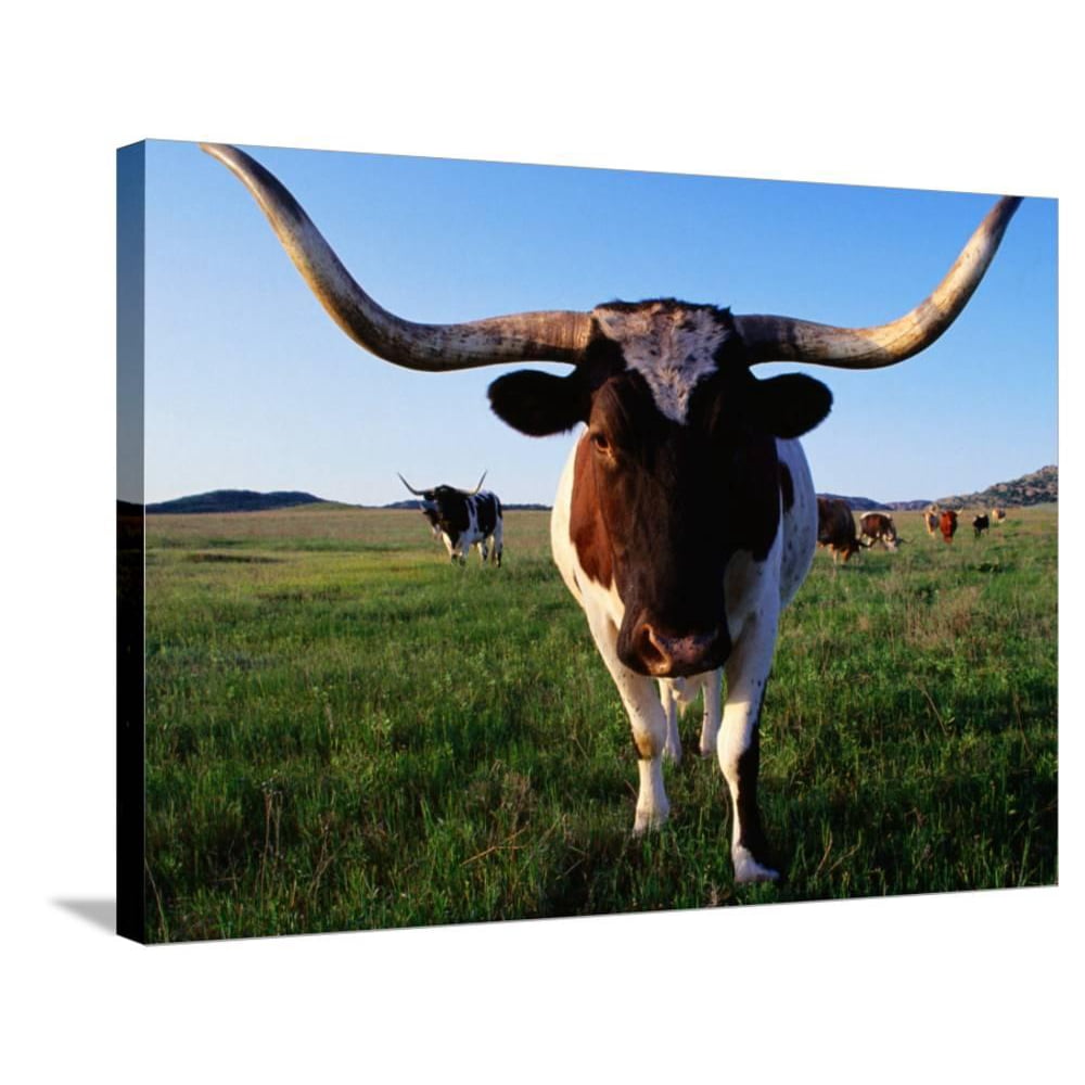 Texas Longhorn Cattle, Animals GalleryWrapped Canvas Print Wall Art by John Elk III Walmart