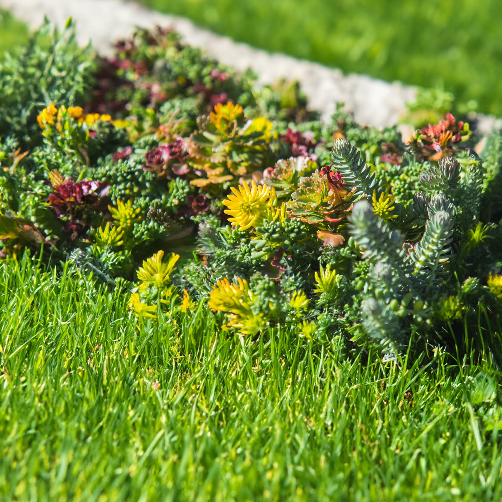 Altman Plants 10" x 20" Sedum Succulent Mat, Easy Hardy Live Succulents for Ground Cover