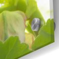 thumbnail image 3 of Epic Art ' Parrot Tulip One' by Judy Stalus, Acrylic Glass Wall Art, 36"x36", 3 of 8