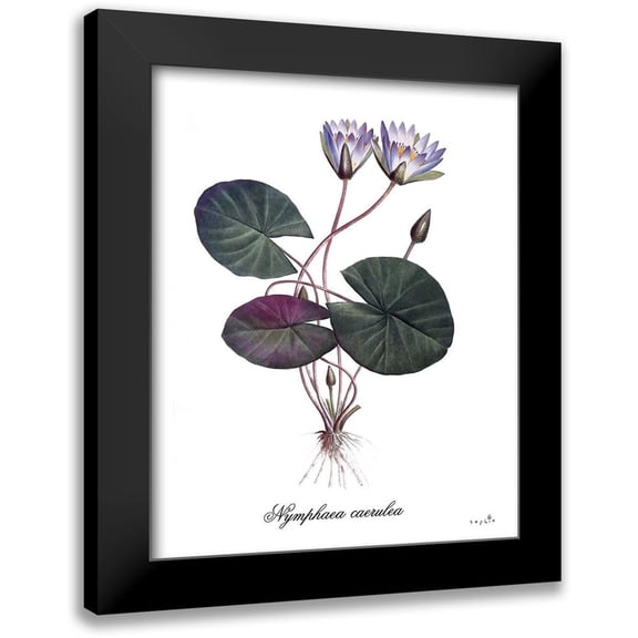 Sophie 6 12x14 Black Modern Framed Museum Art Print Titled - Nymphaea Caerulea