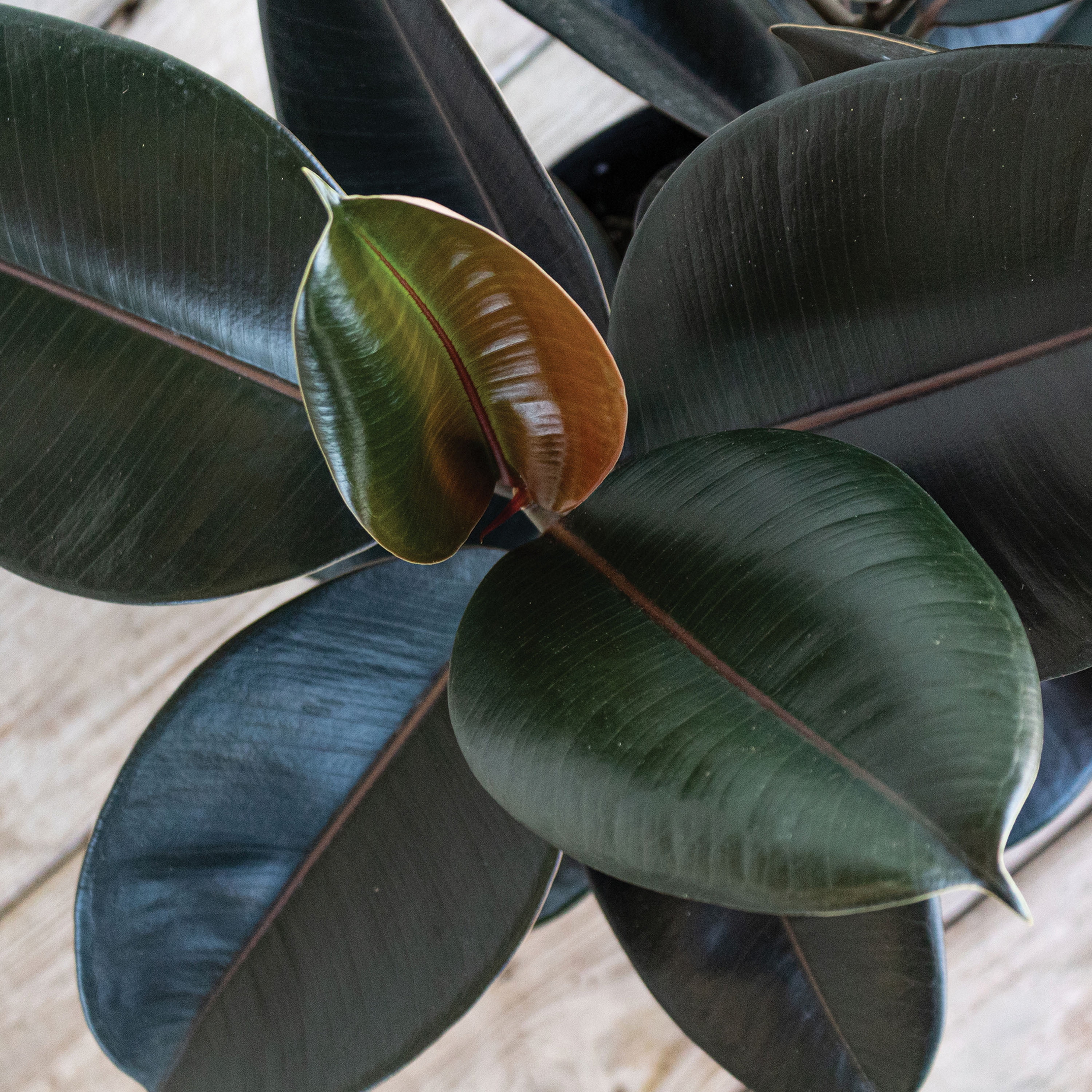 United Nursery Live Ficus Burgundy Plant 14-18 inches Tall in 6-inch Grower Pot