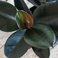 thumbnail image 4 of United Nursery Live Ficus Burgundy Plant 14-18 inches Tall in 6-inch Grower Pot, 4 of 6