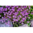 thumbnail image 3 of Seedville 50 Purple Robe Saxifraga Plant Seeds, 3 of 9