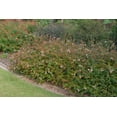 thumbnail image 5 of Abelia Rose Creek  1 Extra Large 3 Gallon Plant  Fragrant & Flourishing Shrub, Compact, Ornamental Plant Ideal for Hedges, Borders & Landscape Accents, Low-Maintenance & Drought-Resistant, 5 of 6
