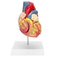 thumbnail image 4 of Heart Organ Model, Heart Model 49 Parts  For Teaching Use, 4 of 8