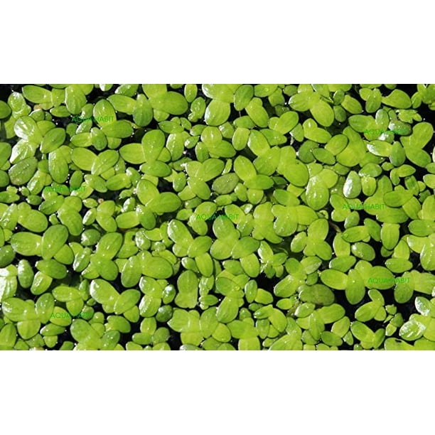 Duckweed Live Plants Aquatic Plant Great for Aquarium, Ponds, or Koi