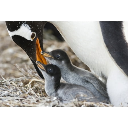 Gentoo Penguin with chicks (Pygoscelis papua) Saunders Island Falkland Islands Canvas Art - Daisy Gilardini Design Pics (38 x 24)