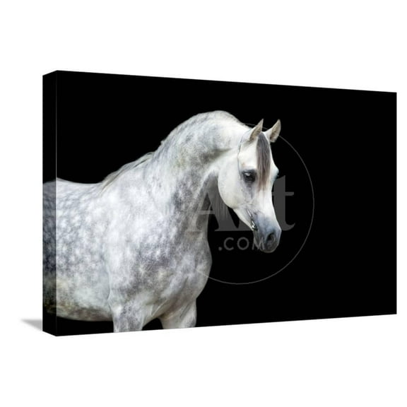 Arabian Horse Head Isolated on Black Background, Animals Stretched Canvas Wall Art by Alexia Khruscheva Sold by Art.Com