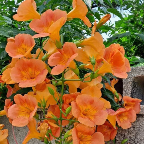 Pack of 2 Trumpet Vine Live Plants, Trumpet Plant, Vibrant Orange Bloom, Hardy Perennial Vine, Campsis Radicans Seedling for Outdoor Growing, 4 to 6 Inches Starter Plant