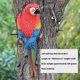 thumbnail image 2 of Realistic Parrot Resin Bird Animal Ornament Hanging 31cm Look Right Blue, 2 of 2
