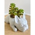 thumbnail image 2 of Doggy Planter  French Bulldog Planter Gift Idea, Bar Decor, Table Decor, Plant Gift Idea, Cute Succulent Planter, any canine/dog/French bulldog and plant lover! Marbel, 2 of 8