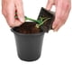 thumbnail image 1 of Macetas para plántulas BuyWeek 100 piezas plástico negro vivero ultrarresistente, 1 of 12