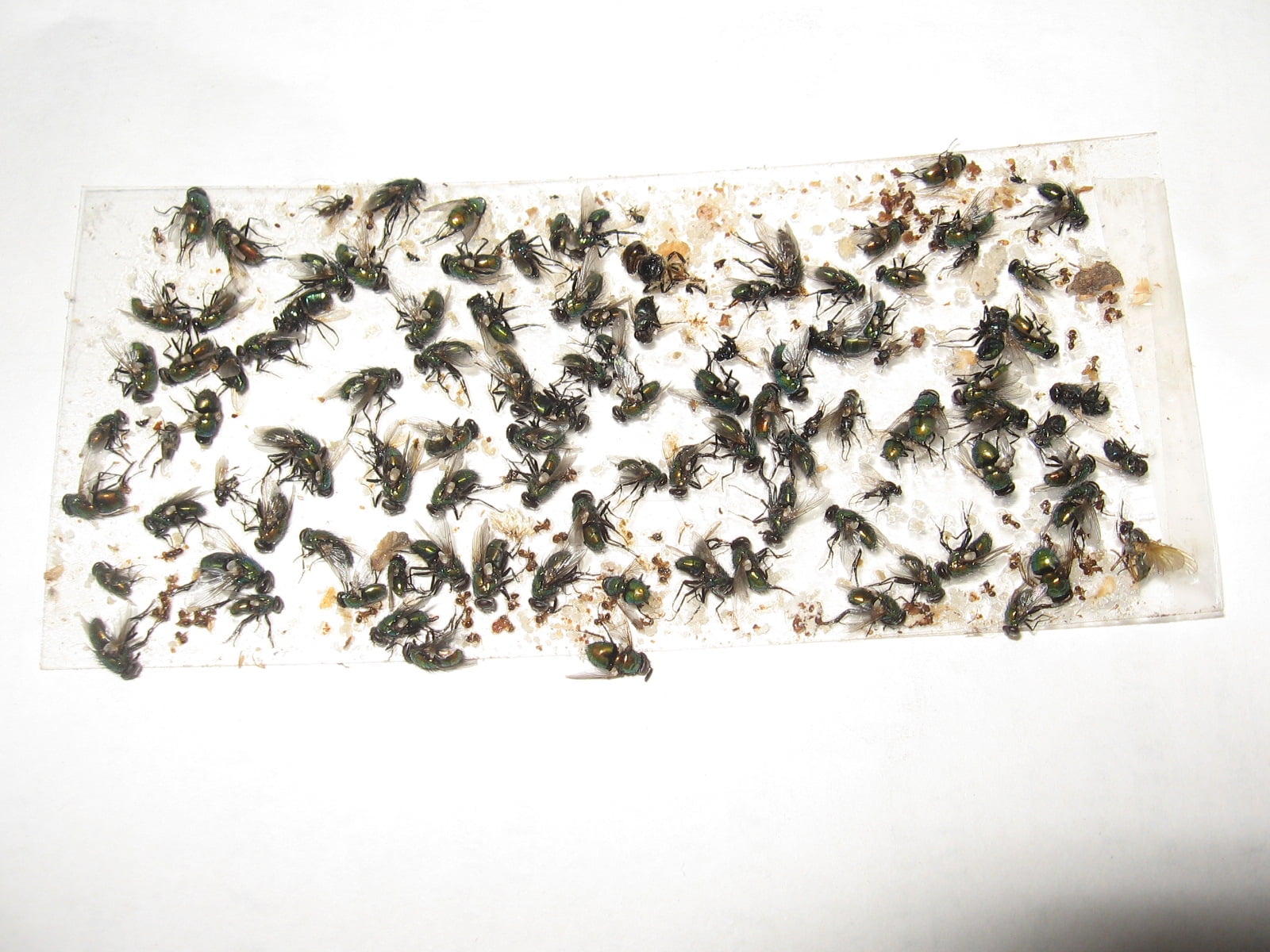 70 pk ALL Insect / Fly Traps / Sticky Strips / Glue Boards. Trap Flies, bees, wasps, asian beetles, etc.