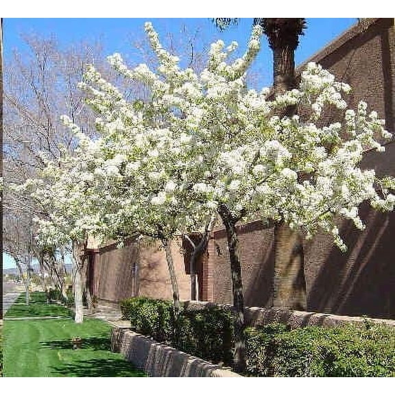 American Plum Tree Seedlings for Planting - Prunus Americana - No California (10 Plum Trees)
