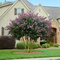 thumbnail image 4 of Crape Myrtle Twilight  10 Live Plants  Deep Purple Blooms, Premium Live Plant, Ornamental Garden Centerpiece for Stunning Seasonal Displays, 4 of 9
