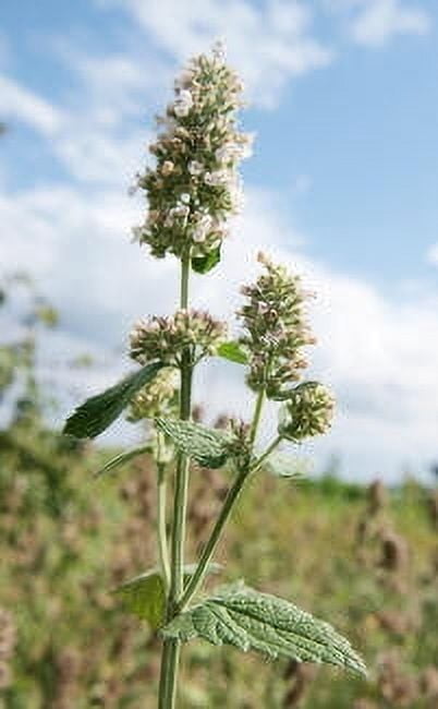 Spearmint Essential Oil 1 fl oz (30 ml) - 100% Pure and Natural by Silky Scents