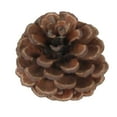 thumbnail image 2 of de Pino Herramientas para Vacaciones,Bodas,Fiestas,Cumpleaños,Día de Acción de Gracias Cono de pino natural Macarena Decoración de cono de pino, 2 of 6