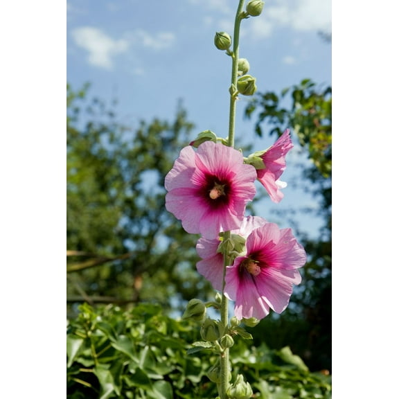 Hollyhocks Single Mix Seeds /Full Sun /Perennial /Zellajake Farm and Garden -  80 Seeds 1 Gram - B278