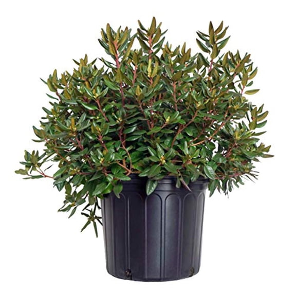 Midnight Ruby Rhododendron