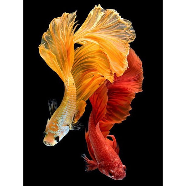 Pintura de diamante (DE5956) Imagen de diamantes de imitación de peces guppy cuadrados 5D (DM299) 45x60cm FLhrweasw Nuevo