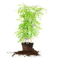 thumbnail image 2 of 3 Gal. Amethyst Falls Wisteria - Purple Blooms - Perfect For Trellis or Arbor, 2 of 5